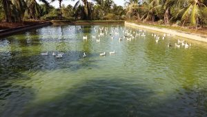 Lago 