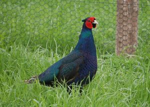 Faisao_Versicolor_Phasianus_versicolor_Fazenda_Visconde_3