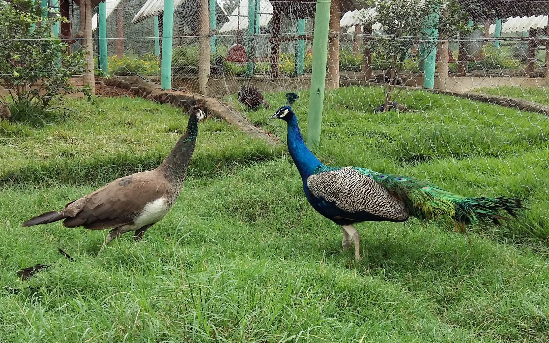 Pavão Azul