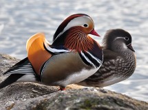 aix_galericulata_-_zurich_-_hafen_riesbach_2011-01-14_15-58-32_(1).11_03_2015_18_43_23
