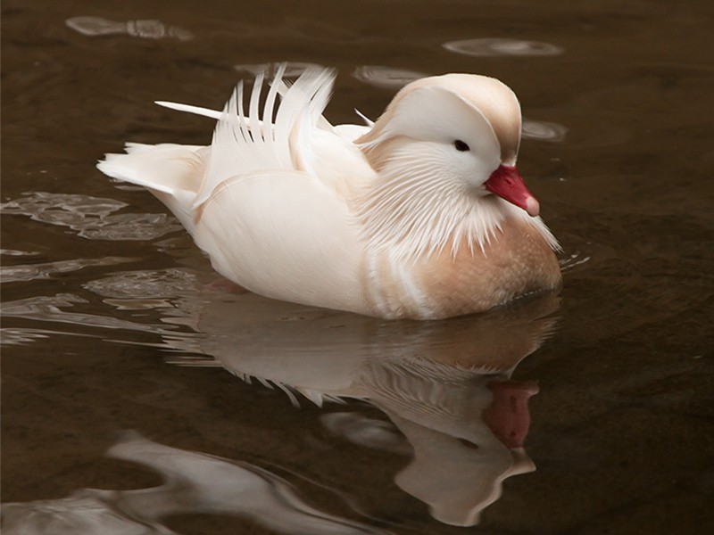 Pato Mandarim Branco