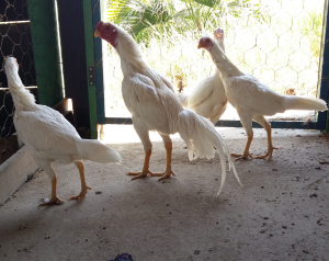 Galinha Tailandesa