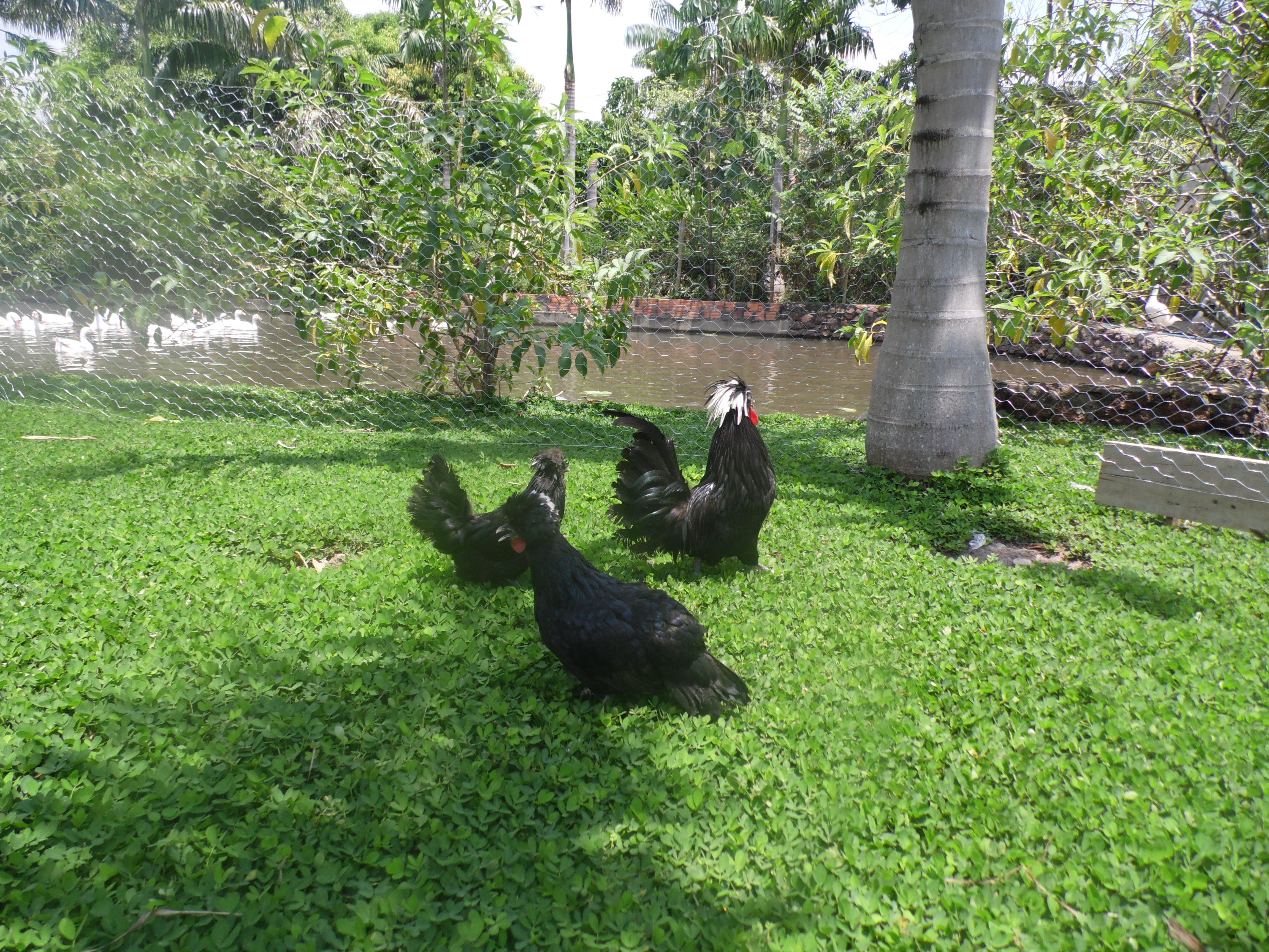 Galinha Polonesa Preta
