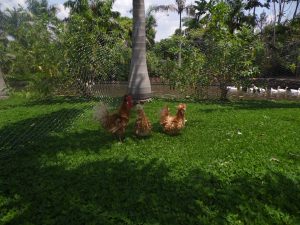 SAM_0932