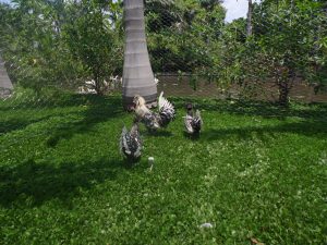 SAM_0939