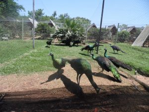 SAM_0952