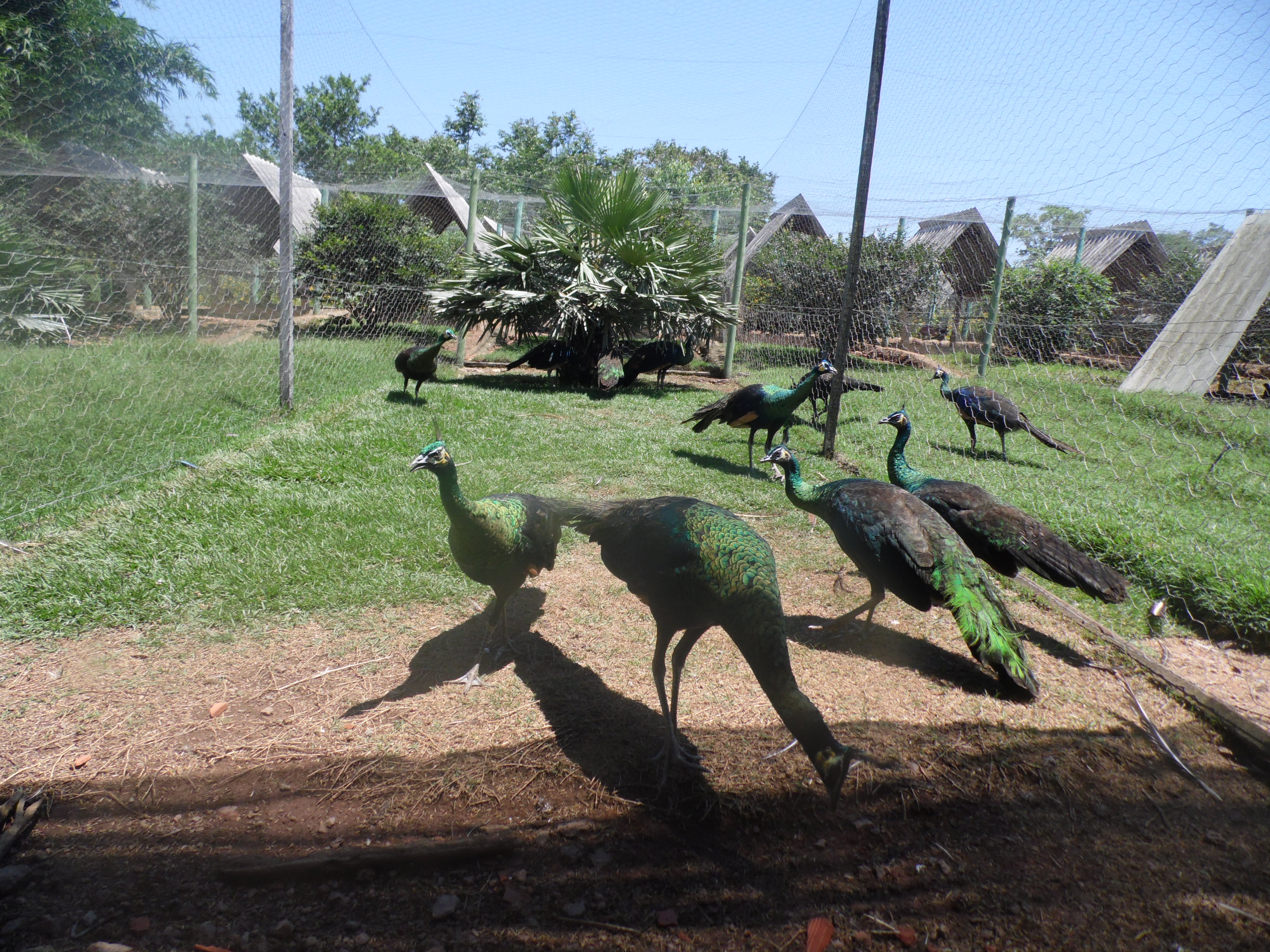 Pavão Verde de Java