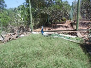 SAM_0956